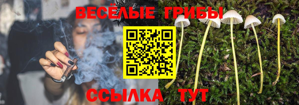 Новодвинск  Псилоцибиновые грибы Cubensis  Вход с VPN 